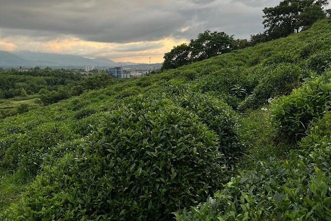 1,5 Hours Tea House and Tea Garden Trip in Ozurgeti Georgia - Price, timing, and the real value of $30.10