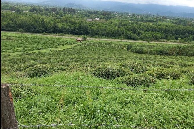 1,5 Hours Tea House and Tea Garden Trip in Ozurgeti Georgia - How to plan the visit without surprises