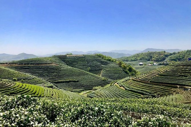 1-day Village Tea Picking, Roasting & Serving Guided Private Tour from Hangzhou - Picking the right leaves in the tea fields