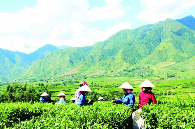 2-Day Motorbike Tour to Mu Cang Chai Loop from Sapa - Tân Uyên tea hills bring a change of color