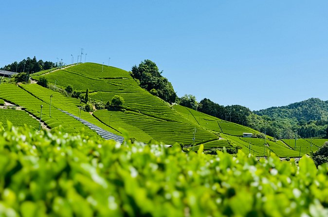 7 Hours Private Guided Tour Uji and Wazuka Matcha Farm - Tasting three or more kinds of tea