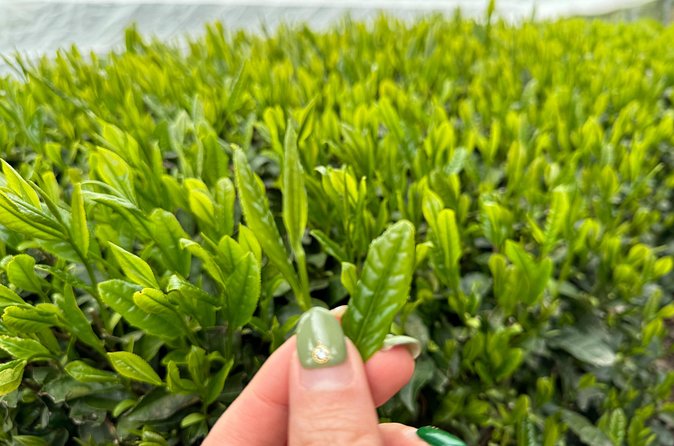 7 Hours Private Guided Tour Uji and Wazuka Matcha Farm - Lunch inside a traditional Japanese home