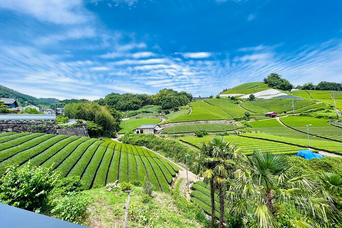 7hr Private Wazuka True Hidden Kyoto Matcha Farm Experience - Why Wazuka makes matcha more meaningful