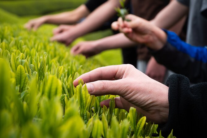 7hr Private Wazuka True Hidden Kyoto Matcha Farm Experience - From fresh leaves to finished matcha
