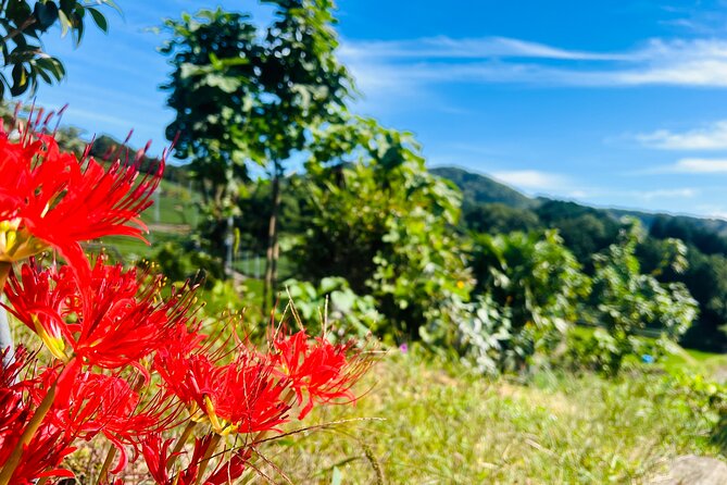 7hr Private Wazuka True Hidden Kyoto Matcha Farm Experience - Lunch in a traditional Japanese-style home