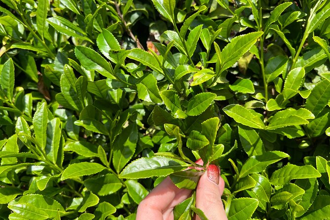 7hr Private Wazuka True Hidden Kyoto Matcha Farm Experience - Tasting tea with all five senses