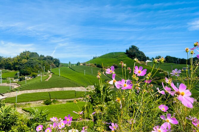 7hr Private Wazuka True Hidden Kyoto Matcha Farm Experience - Timing, transport, and physical comfort