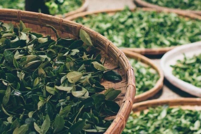 90minutes Tea Preparation and Tasting Experience in Como - The opening lesson: tea, Buddhism, Daoism, and Confucian thought