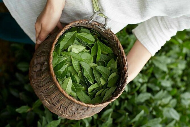 90minutes Tea Preparation and Tasting Experience in Como - From tea leaf to teacup