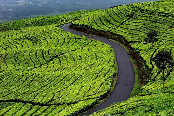 Active Volcano, Rice Field, Hot Spring, Fruit market, Tea Plantation with Lunch - Subang rice fields and a quick look at village life