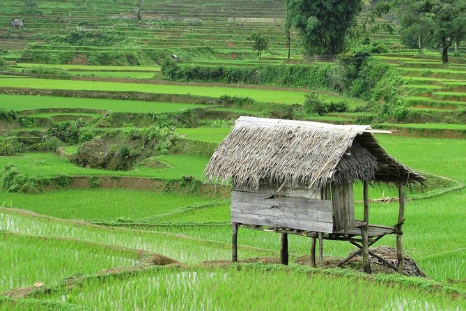 Active Volcano, Rice Field, Hot Spring, Fruit market, Tea Plantation with Lunch - Tea plantation views around an active volcano