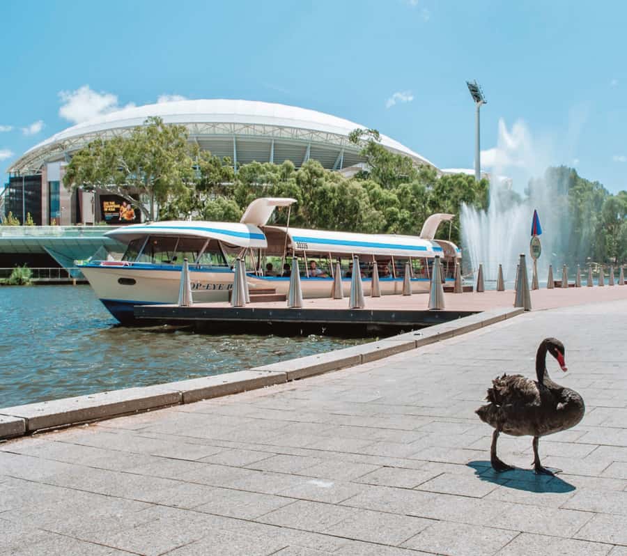 Adelaide: River Torrens Popeye Devonshire Tea Cruise - Who should book the Popeye Devonshire Tea Cruise?
