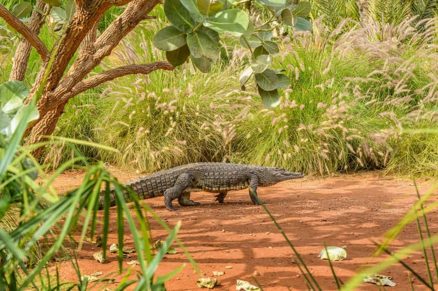 Agadir: Crocoparc Entry Ticket with Transfers, Guide, & Tea - The zip line is the optional thrill