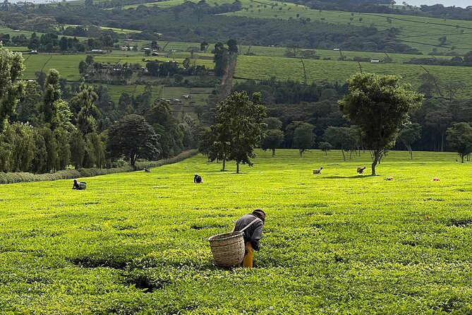 Agro-Tourism Tea Workshop in Nandi Hills - Key points at a glance