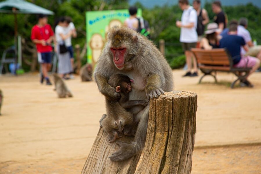 Arashiyama Bamboo, Temple, Monkeys, or Secret Sake Brewery - The alternate sake brewery route