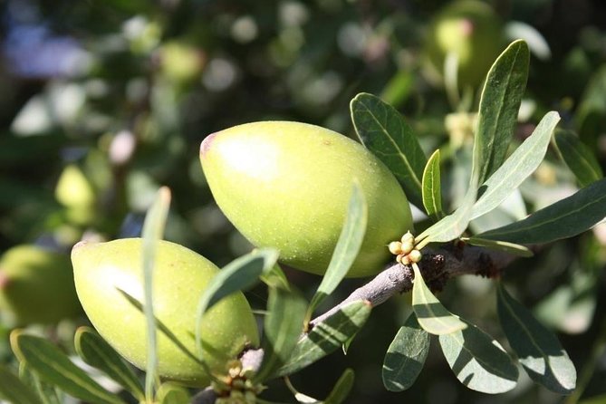 Argan Forest, tea time at a Berbers family & Visit of an Argan cooperative. - A gentle walk with room for questions