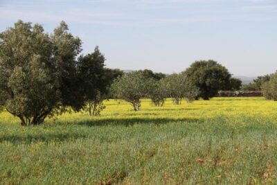 Argan Forest, tea time at a Berbers family & Visit of an Argan cooperative.