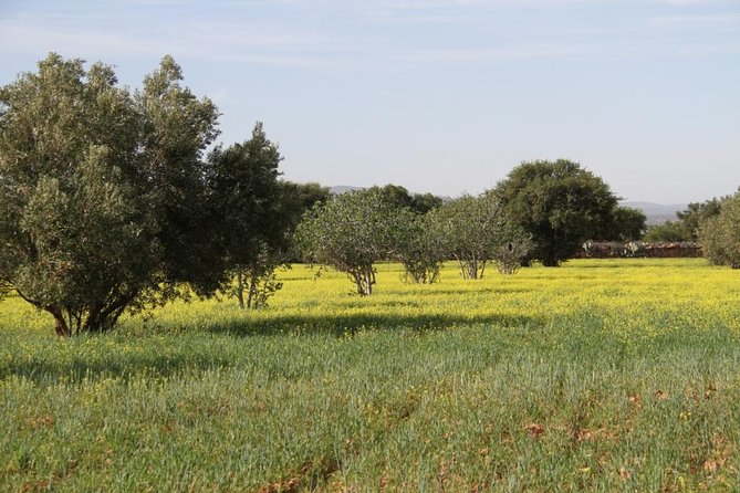 Argan Forest, tea time at a Berbers family & Visit of an Argan cooperative. - The village, marabout, and older layers of local life