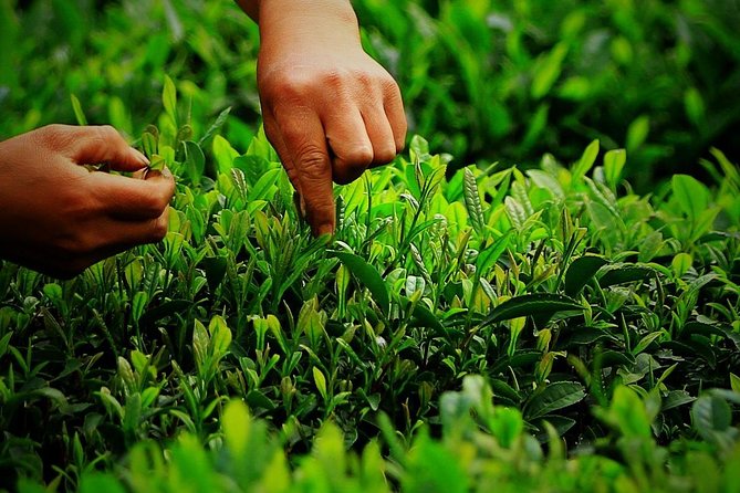 Authentic Hangzhou Longjing Tea Culture Experience Tour - Forrest Gan and the value of a private guide