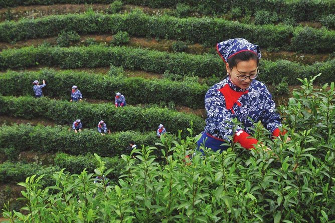 Authentic Hangzhou Longjing Tea Culture Experience Tour - Is $52.99 good value?