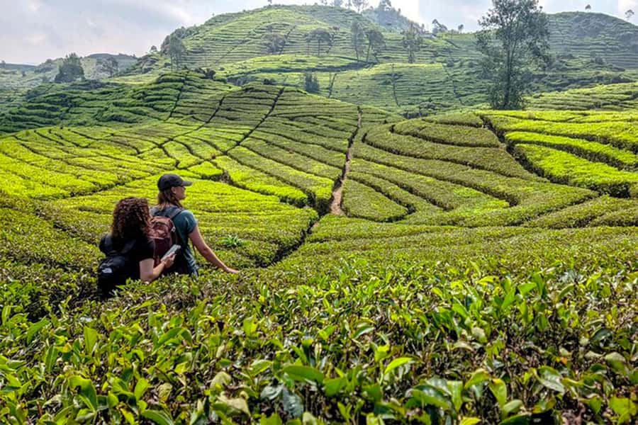 Bandung: White Crater, Scenic Tea Plantations & Hot Spring - Why South Bandung makes a good day trip