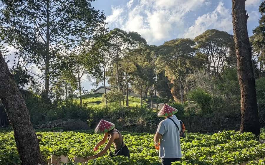 Bandung: White Crater, Scenic Tea Plantations & Hot Spring - Is the $48 price good value?