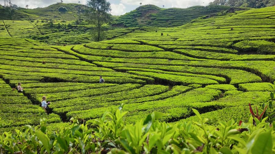 Bandung: White Crater, Scenic Tea Plantations & Hot Spring - What the guides add to the day