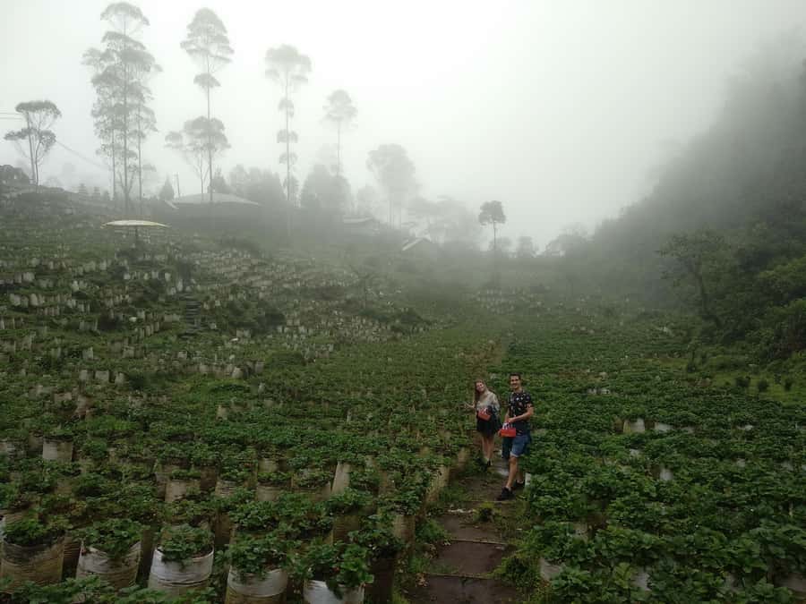 Bandung : White Crater, Tea Plantation Tour Guide Bandung - What the $57 price covers