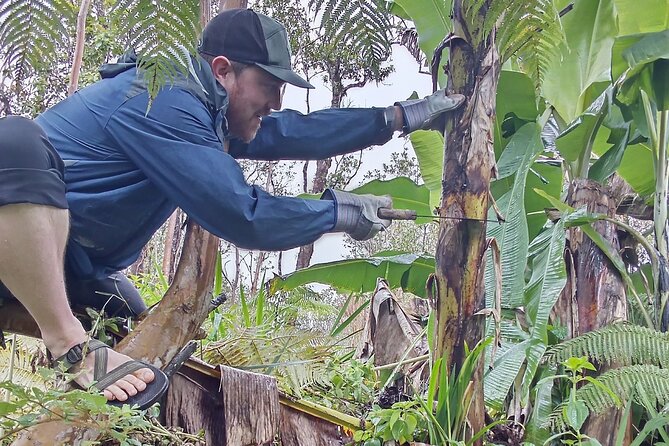 Big Island Jungle Tour with Guava Green Tea - Apple bananas and lessons in cultivation