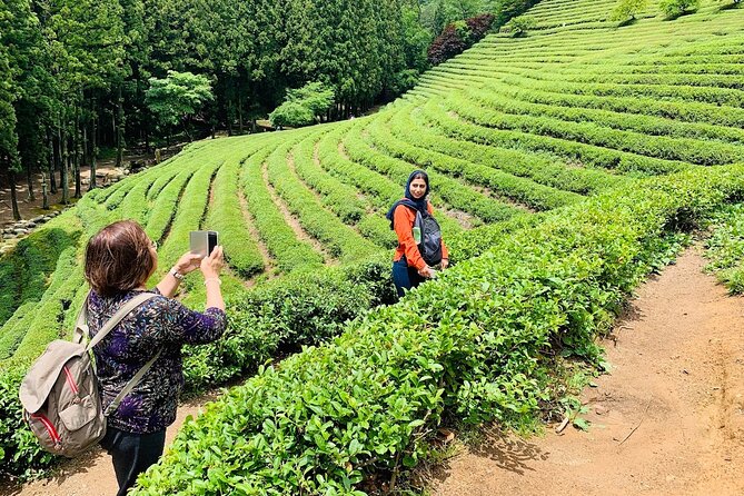 Boseong Tour : Green Tea Field, Mountain & Lake Trail (Private) - Learning Korean tea at the Korea Tea Museum