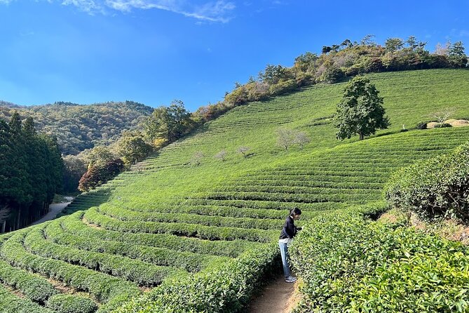 Boseong Tour : Green Tea Field, Mountain & Lake Trail (Private) - Daehan Dawon, Boseong’s famous tea hills