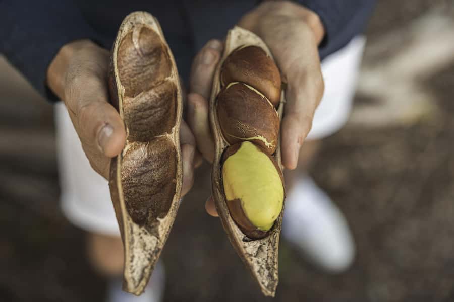 Bundaberg: Half Day Indigenous Experience with Morning Tea - Key points to know before you go