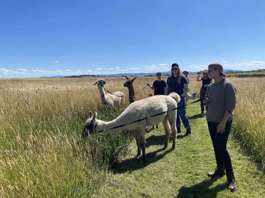 Canberra: Alpaca Adventure Farm Tour (morning tea included) - Walking an Alpaca Around the Farm