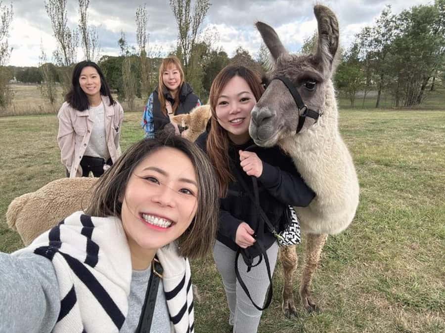 Canberra: Alpaca Adventure Farm Tour (morning tea included) - Photographing Your Fluffy Companion