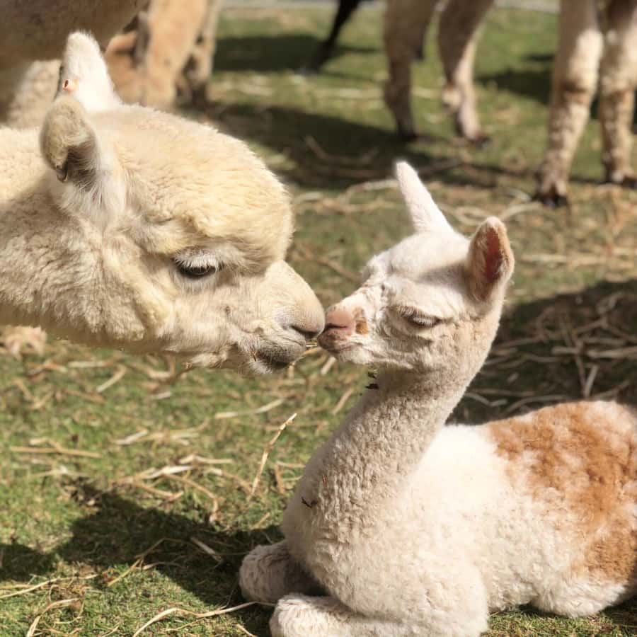 Canberra: Alpaca Adventure Farm Tour (morning tea included) - The Story Behind Alpaca and Llama Fibre