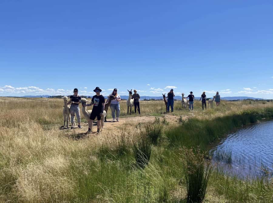 Canberra: Alpaca Adventure Farm Tour (morning tea included) - A Small Group Helps Keep the Visit Personal
