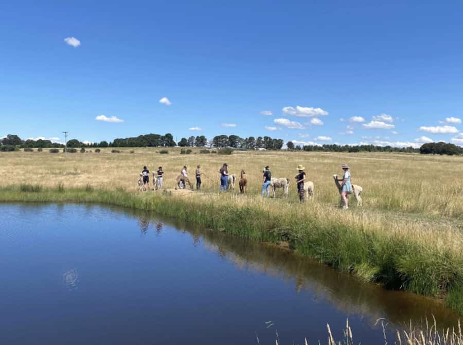 Canberra: Alpaca Adventure Farm Tour (morning tea included) - Should You Book This Alpaca Farm Tour?