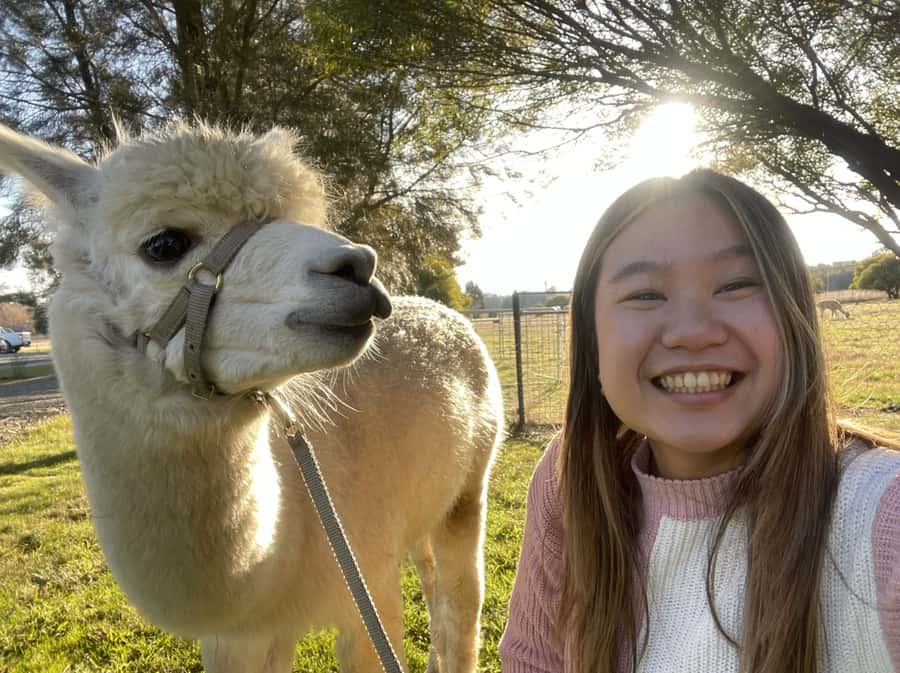 Canberra: Alpaca Adventure Farm Tour (morning tea included) - Feeding Alpacas and Llamas by Hand