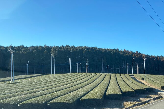 Ceramics and Green Tea Tour of Nagasaki and Saga Prefecture - Hasami’s Ceramics Park brings in another pottery town