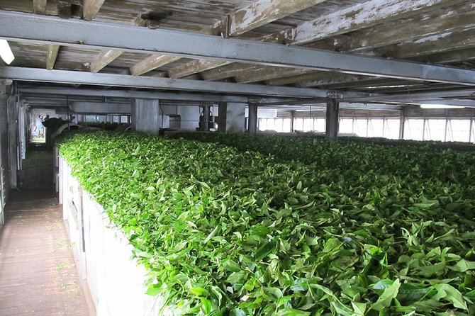 Ceylon Tea Experience Start from Colombo Port Passenger Terminal - Independence Square and Colombo’s civic landmarks