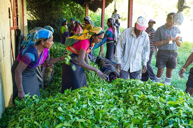 Ceylon Tea Experience Start from Colombo Port Passenger Terminal - Nelum Pokuna and Colombo’s cultural district