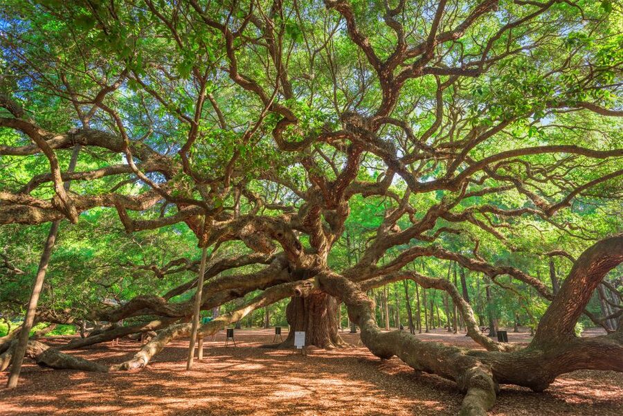 Charleston: Wadmalaw Island Wine Tasting and Tea Garden Trip - Angel Oak, a Brief Stop With Real Impact