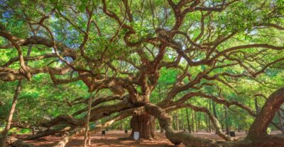 Wadmalaw Island Wine Tasting and Tea Garden Trip