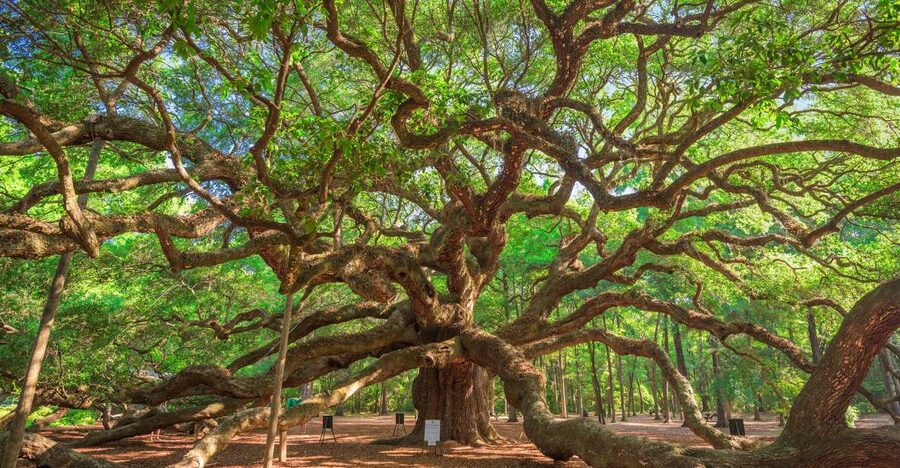 Charleston: Wadmalaw Island Wine Tasting and Tea Garden Trip - Tea Bushes and the Charleston Tea Garden Trolley