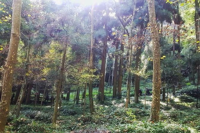 Chengdu Dujiangyan Leshan Buddha Tea Plantation and Sichuan Cooking 3 Days - A three-day route through Sichuan culture