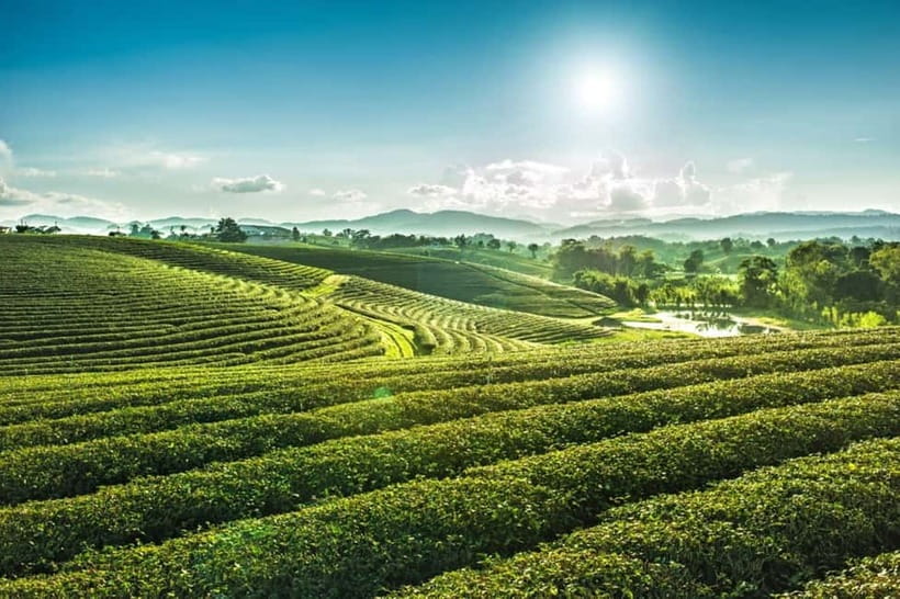 Chiang Rai: 7 Major Sites, Golden Triangle & Tea Plantation - The Blue Temple and a different kind of drama