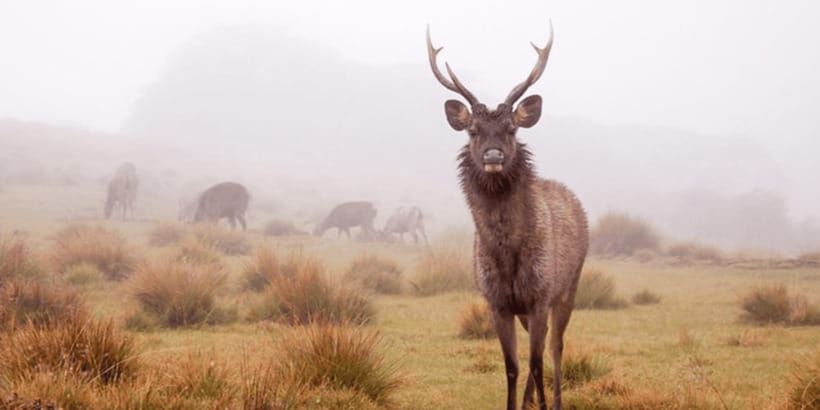 Comprehensive Excursion: Horton Plains and Pedro Tea Factory - Horton Plains starts with an early ride from Nuwara Eliya