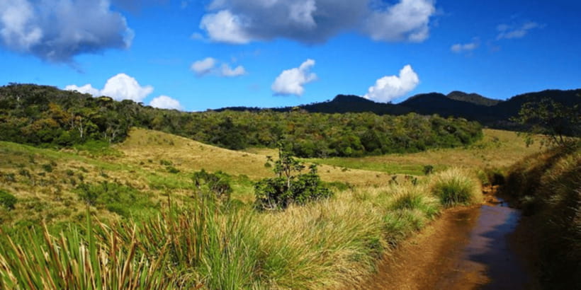 Comprehensive Excursion: Horton Plains and Pedro Tea Factory - Pedro Tea Factory shows how Ceylon tea is made
