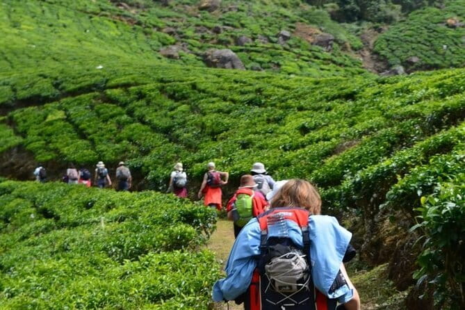 Darjeeling Himalayan Tea Tour - Key points to know before booking
