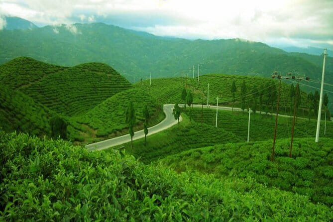 Darjeeling Himalayan Tea Tour - Why this Darjeeling tea tour feels different